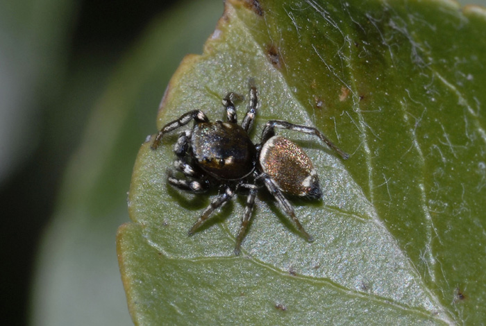 Heliophanus sp.